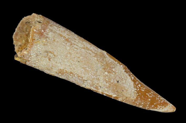 Bargain, Fossil Pterosaur (Siroccopteryx) Tooth - Morocco #134670